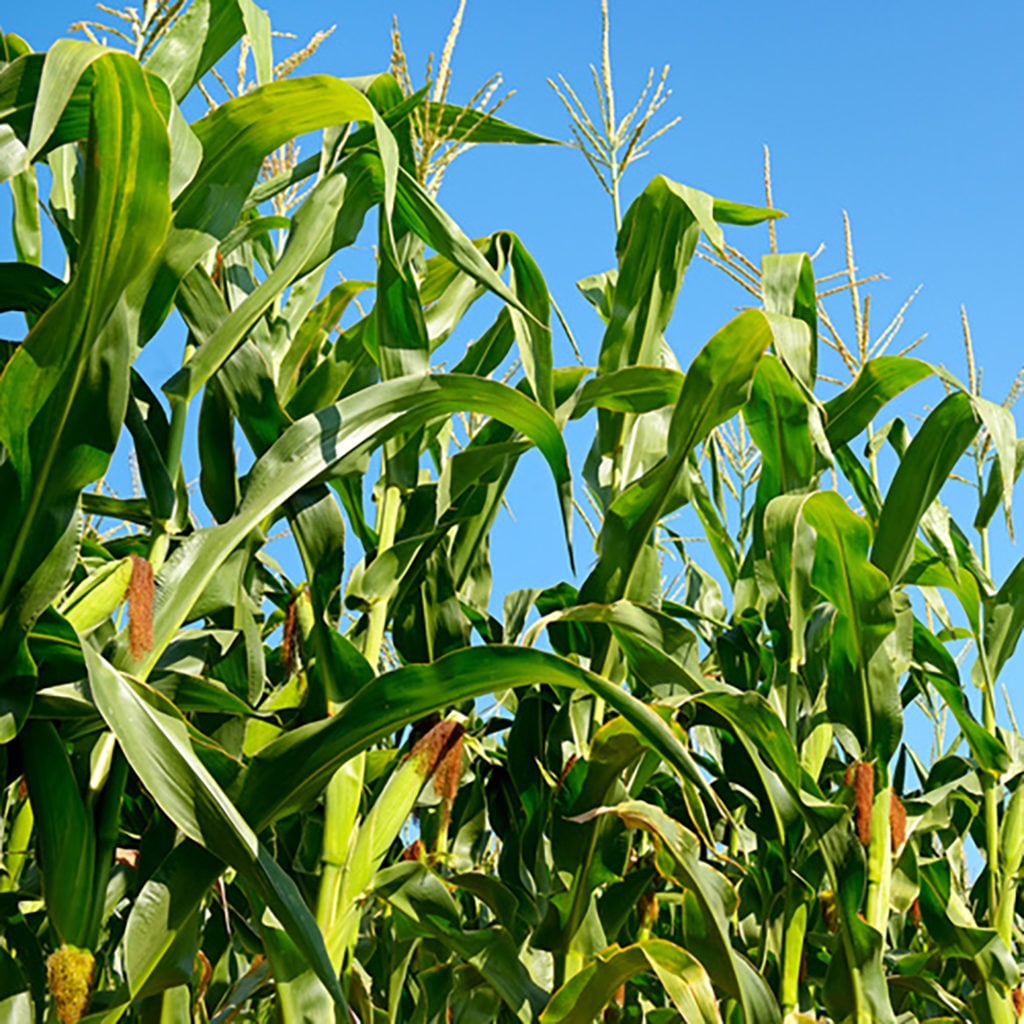 agriculture. fresh maize stocks on the blue sky background